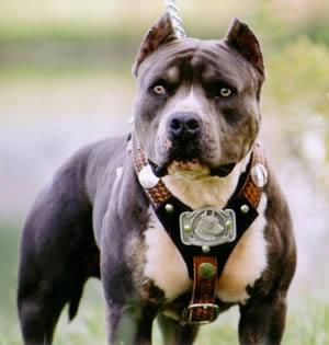 grizz_bear